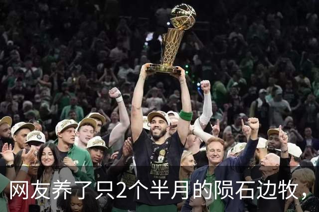 网友养了只2个半月的陨石边牧，天天坐着发呆，怎么办，它好像有心事！